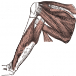 Shoulder pain – to ultrasound or not ultrasound